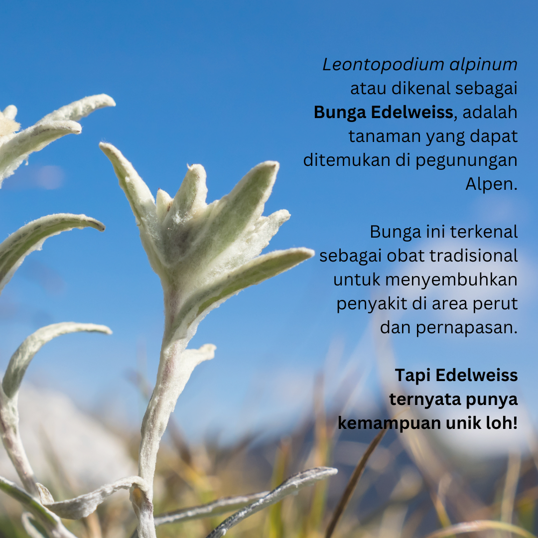 Edelweiss Callus Culture Extract