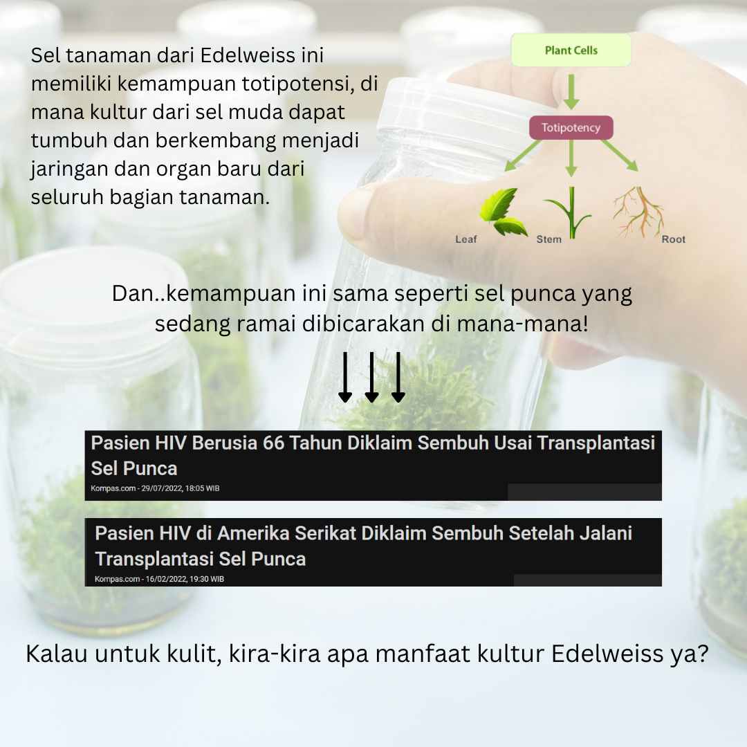Edelweiss Callus Culture Extract
