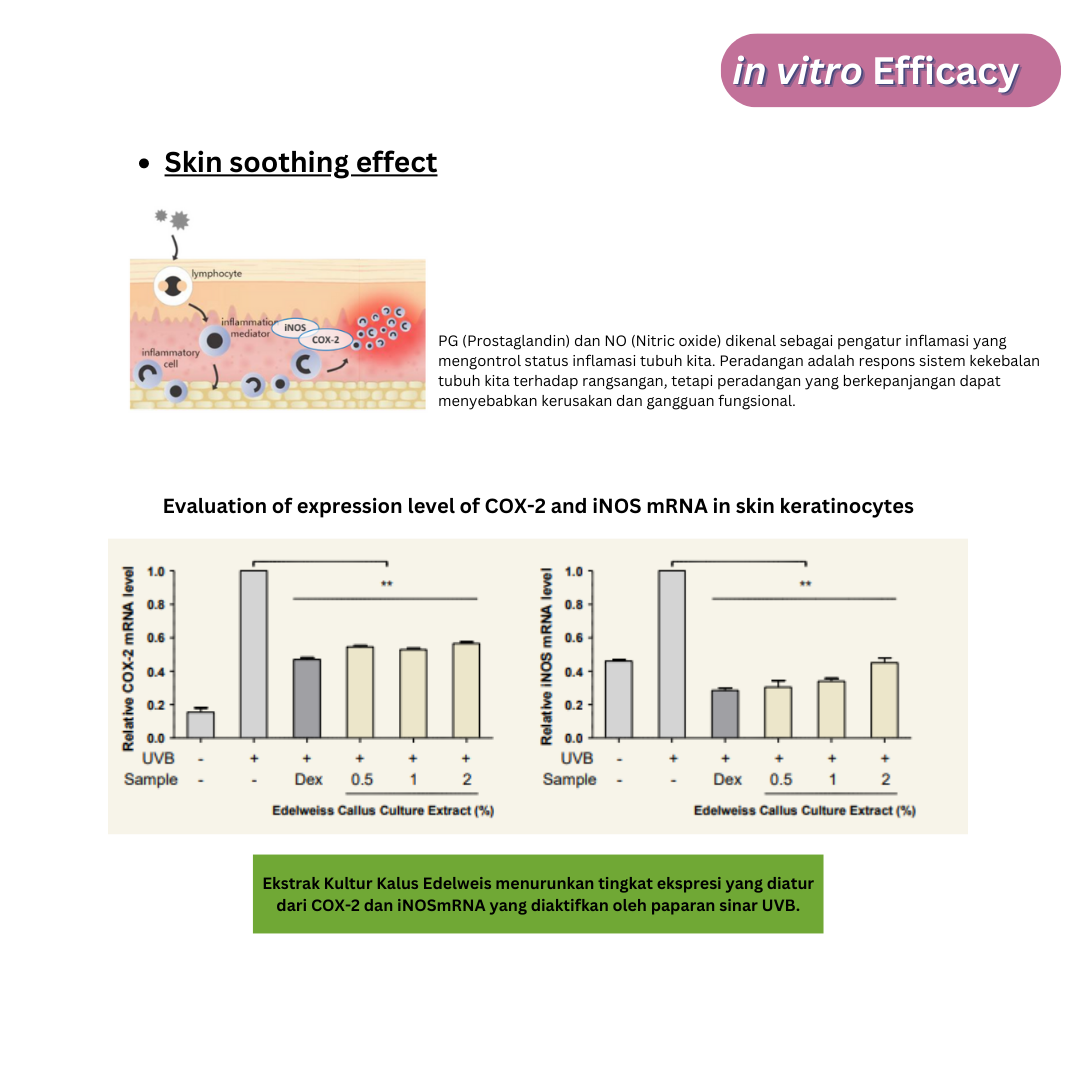 Edelweiss Callus Culture Extract