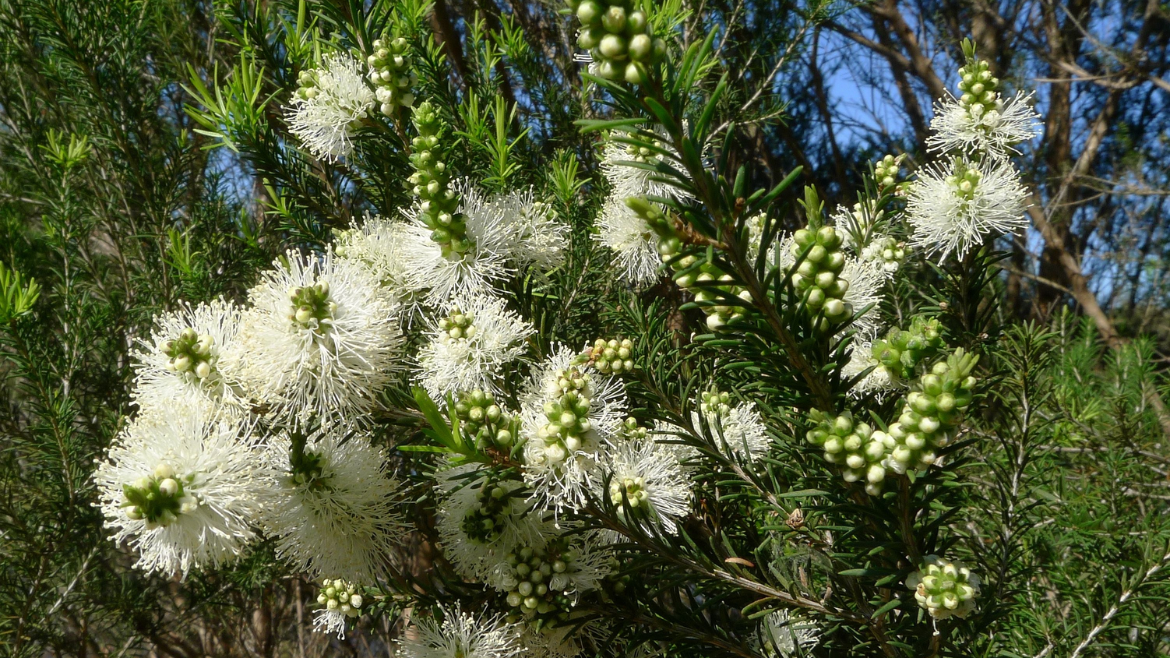 Lavender Tea Tree Oil