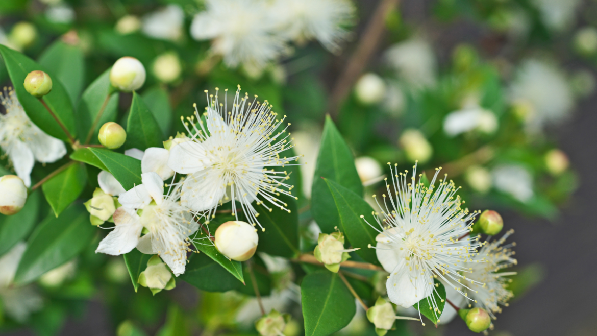 Lemon Myrtle Oil