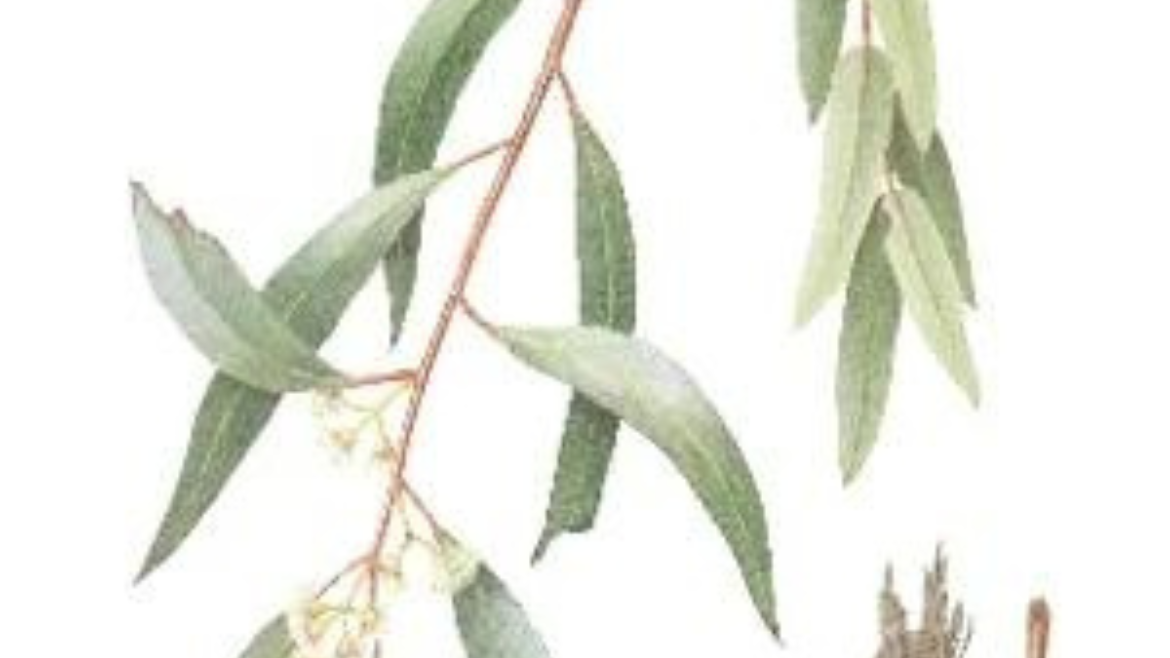Eucalyptus Oil (Eucalyptus kochii) 