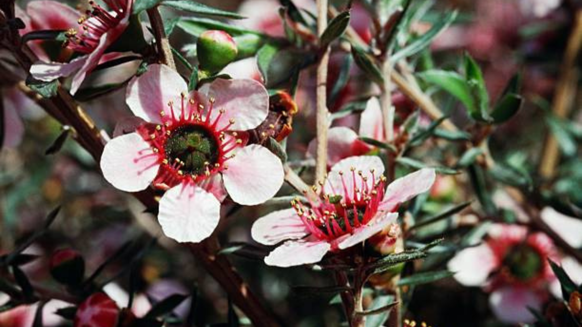 Manuka Oil