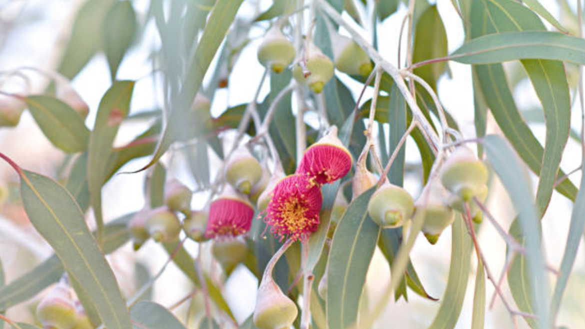 Eucalyptus Oil (Eucalyptus radiata)