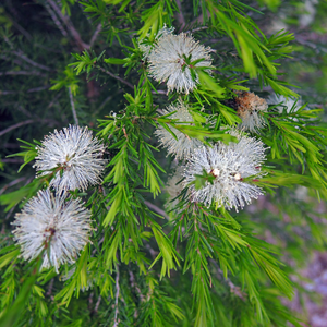 Lavender Tea Tree Oil