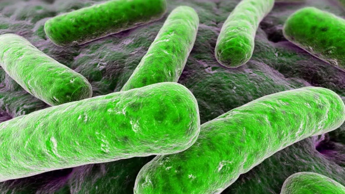 Biolin