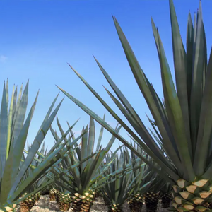 Gosulin® Agave