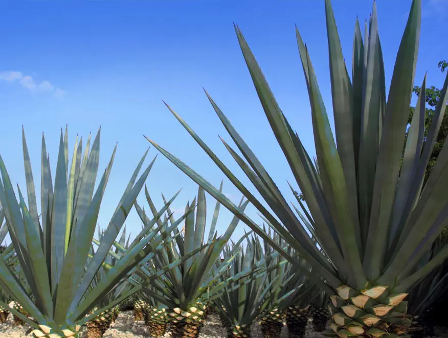 Gosulin® Agave