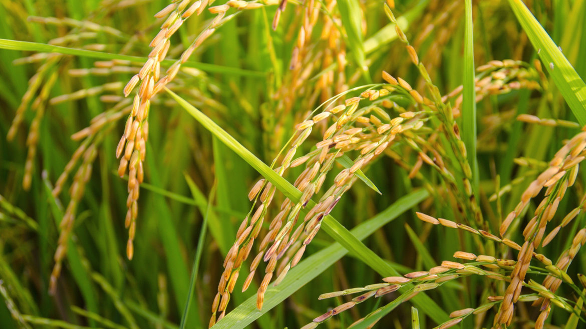Gosulin® Rice