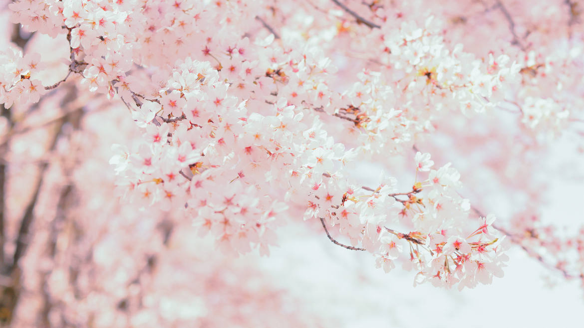 Sakura Sheet Mask